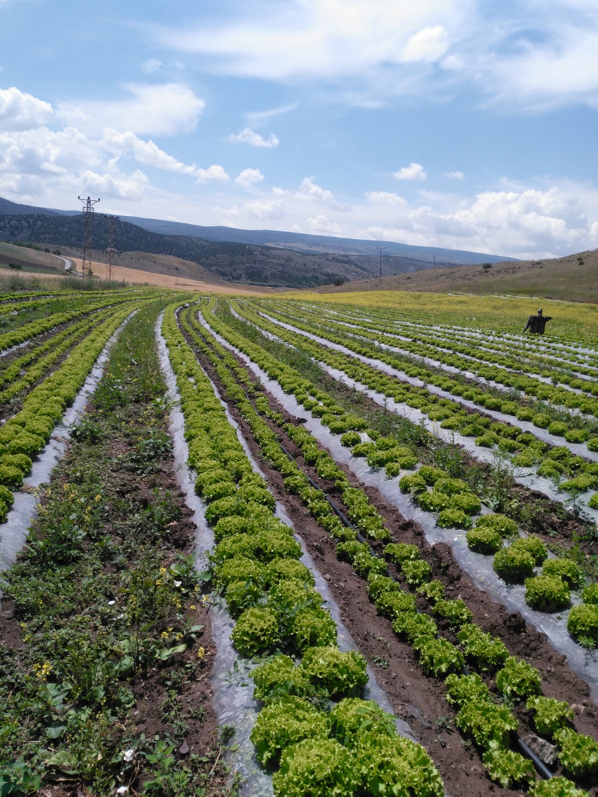 Elmadağ Kuşçuali Köyü Yeşilköy Projesi